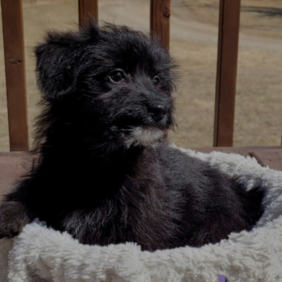 Meet your Posher, Vic - Picture 1 of 1